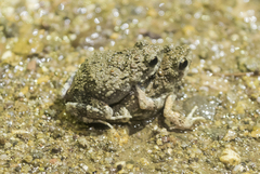 Tungara Frog photo 4