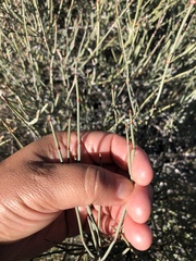 Ephedra torreyana