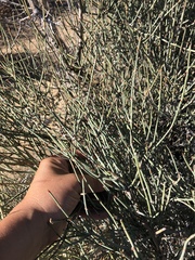 Ephedra torreyana