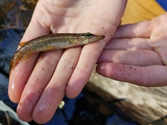Esox americanus