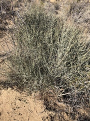 Ephedra torreyana