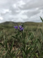 Caryopteris mongholica