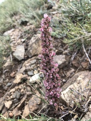 Orostachys thyrsiflora