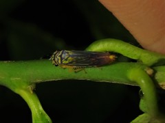 Dilobopterus costalimai