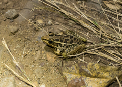 Lithobates forreri