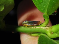 Dilobopterus costalimai