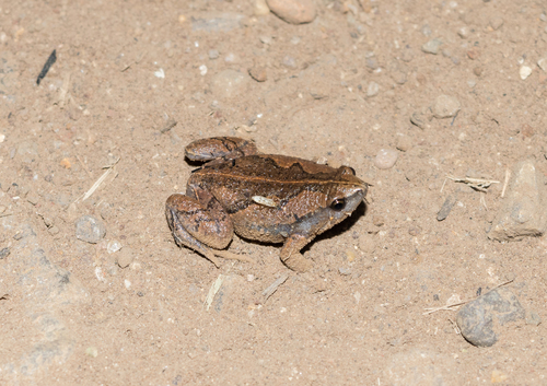 Two-spaded Narrow-mouthed Toad