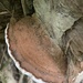 Ganoderma australe - Photo (c) le_g,  זכויות יוצרים חלקיות (CC BY-NC)
