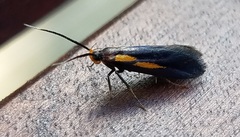 Mathildana newmanella