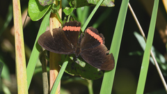 Biblis