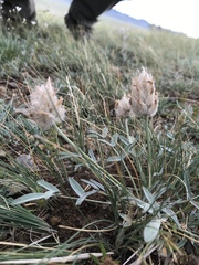 Astragalus laguroides