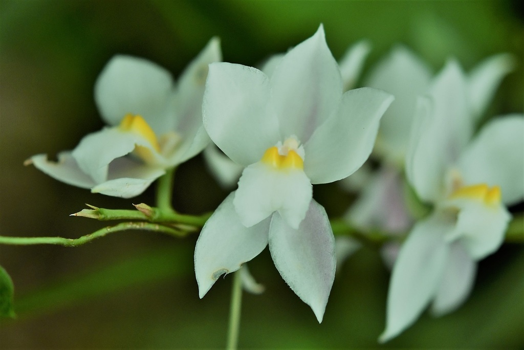 Cuitlauzina pulchella