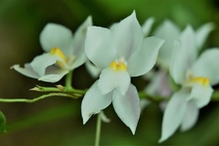 Cuitlauzina pulchella