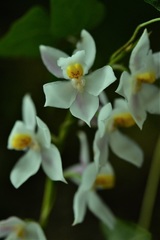 Cuitlauzina pulchella