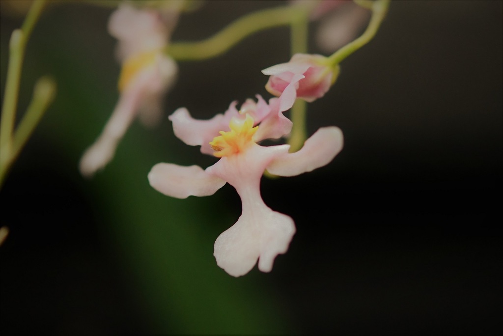 Rostrata