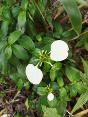 Mussaenda pubescens