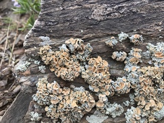 Rhizoplaca chrysoleuca