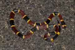 Micrurus tener tener