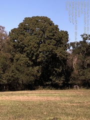 Quercus sinuata sinuata