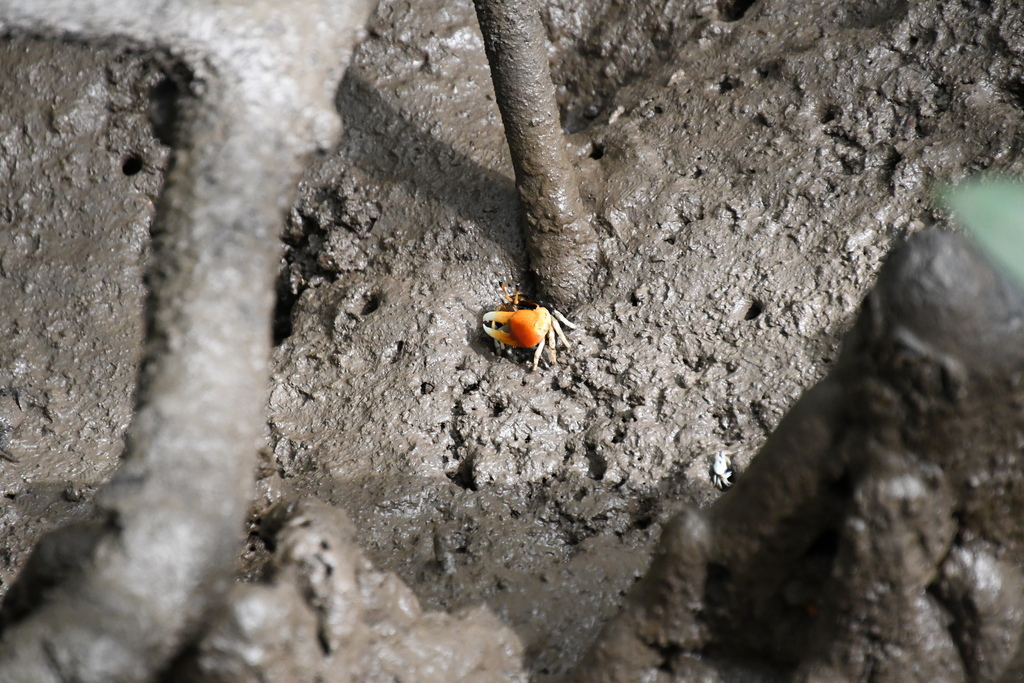 Compressed Fiddler Crab