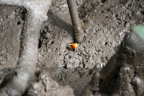 Compressed Fiddler Crab