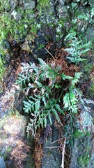 Asplenium appendiculatum appendiculatum