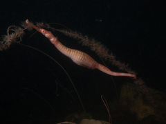 Australian Spiny Pipehorse photo 2