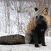 紅狐 - Photo 由 Cameron Eckert 所上傳的 (c) Cameron Eckert，保留部份權利CC BY-NC