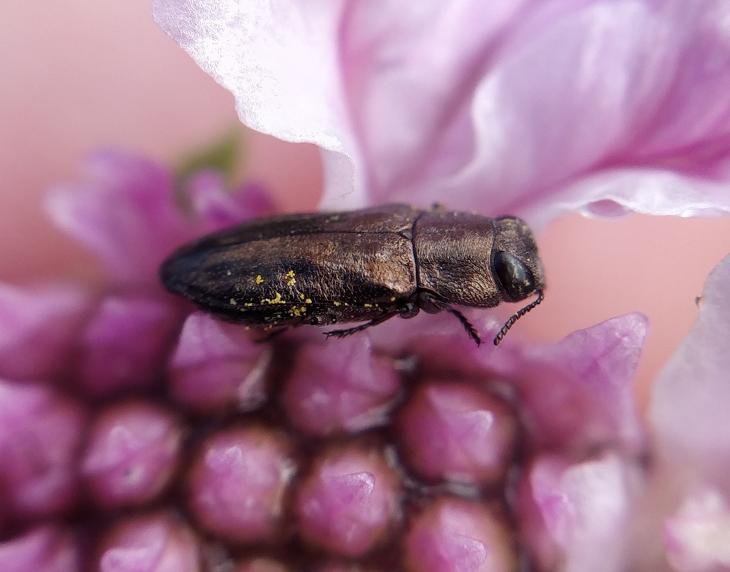 Anthaxia fernandezi