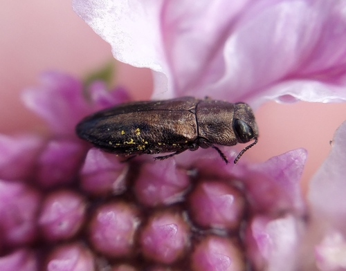 Anthaxia fernandezi · iNaturalist