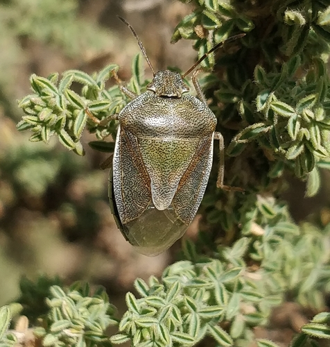 Piezodorus punctipes