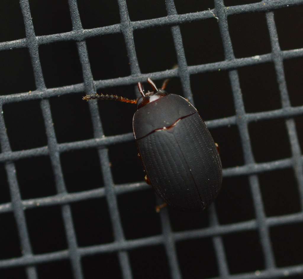 Platydema erythrocera