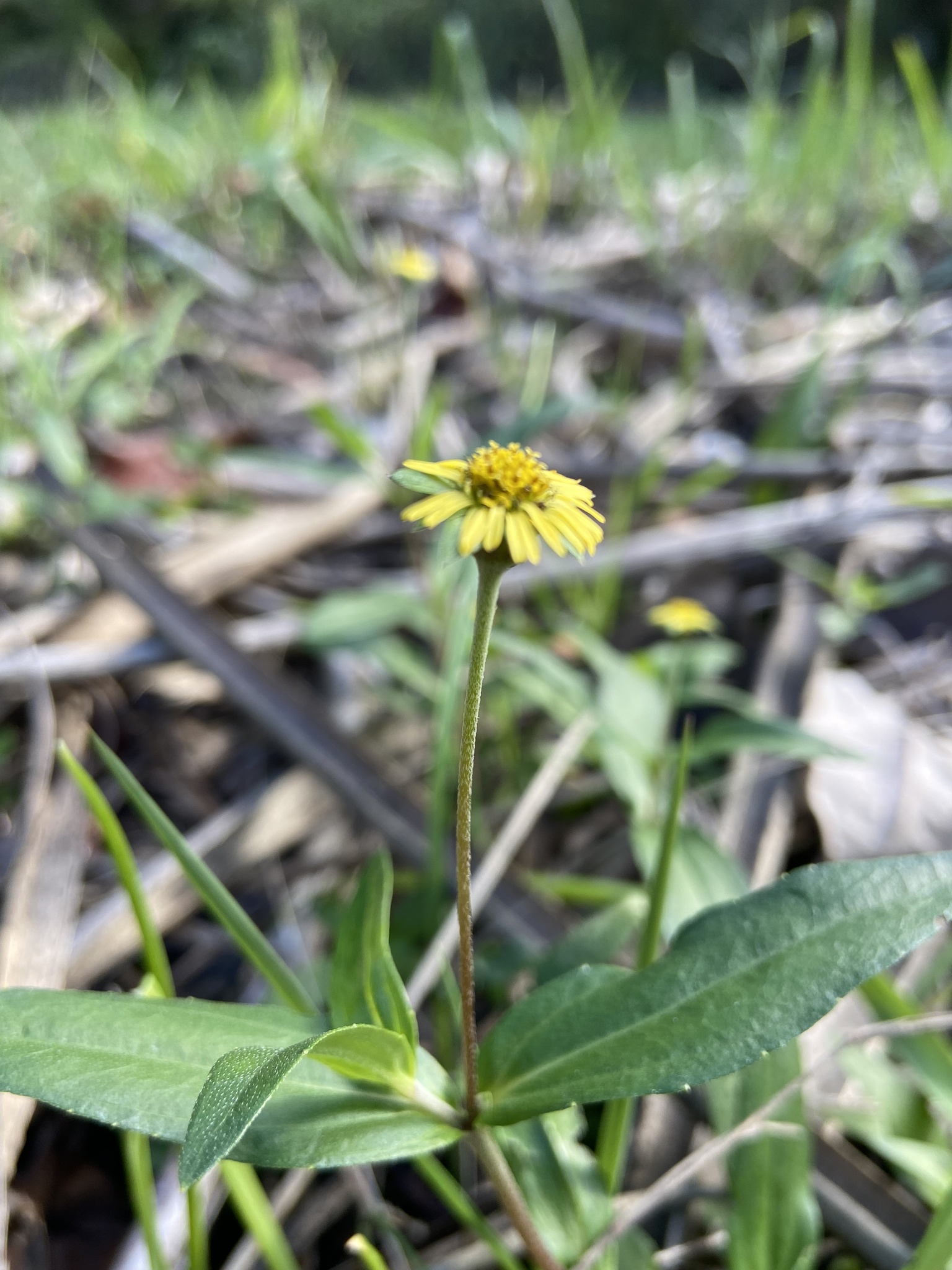 Eclipta megapotamica