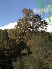 Quercus similis