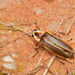 Changeable Firefly - Photo (c) Robby Deans, some rights reserved (CC BY-NC), uploaded by Robby Deans