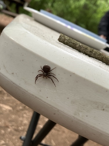 elegant crab spider