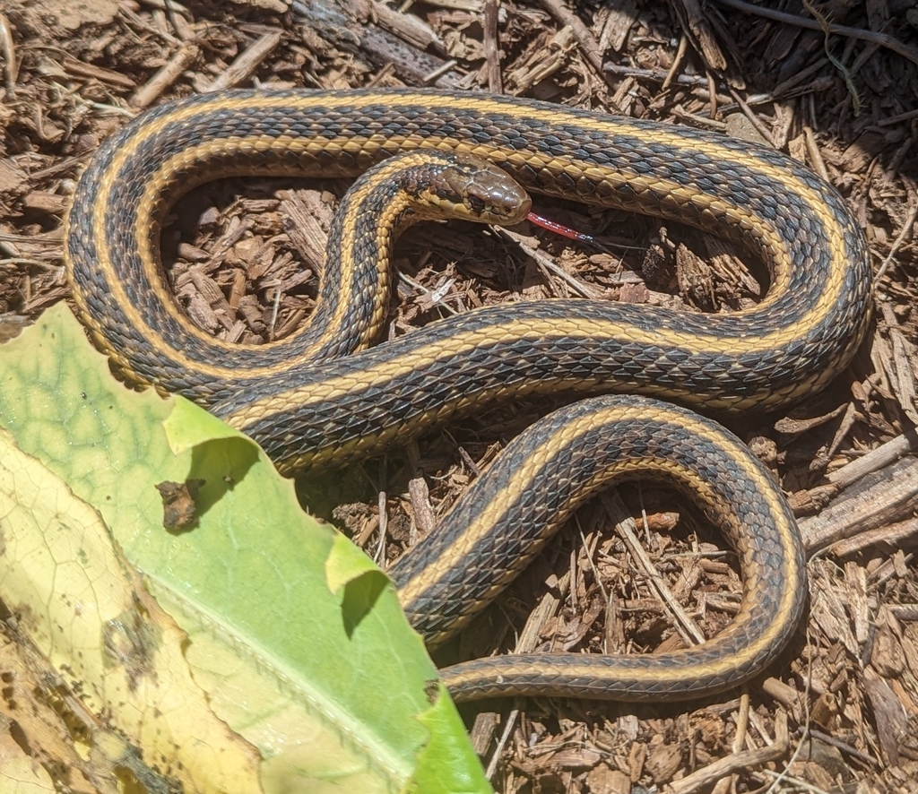 Northwestern Garter Snake From William L. Finley National Wildlife ...