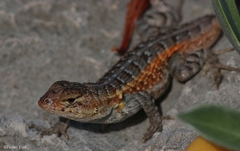 Sceloporus cozumelae