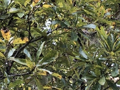 Quercus sinuata sinuata