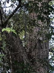 Quercus sinuata sinuata