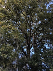 Quercus sinuata sinuata