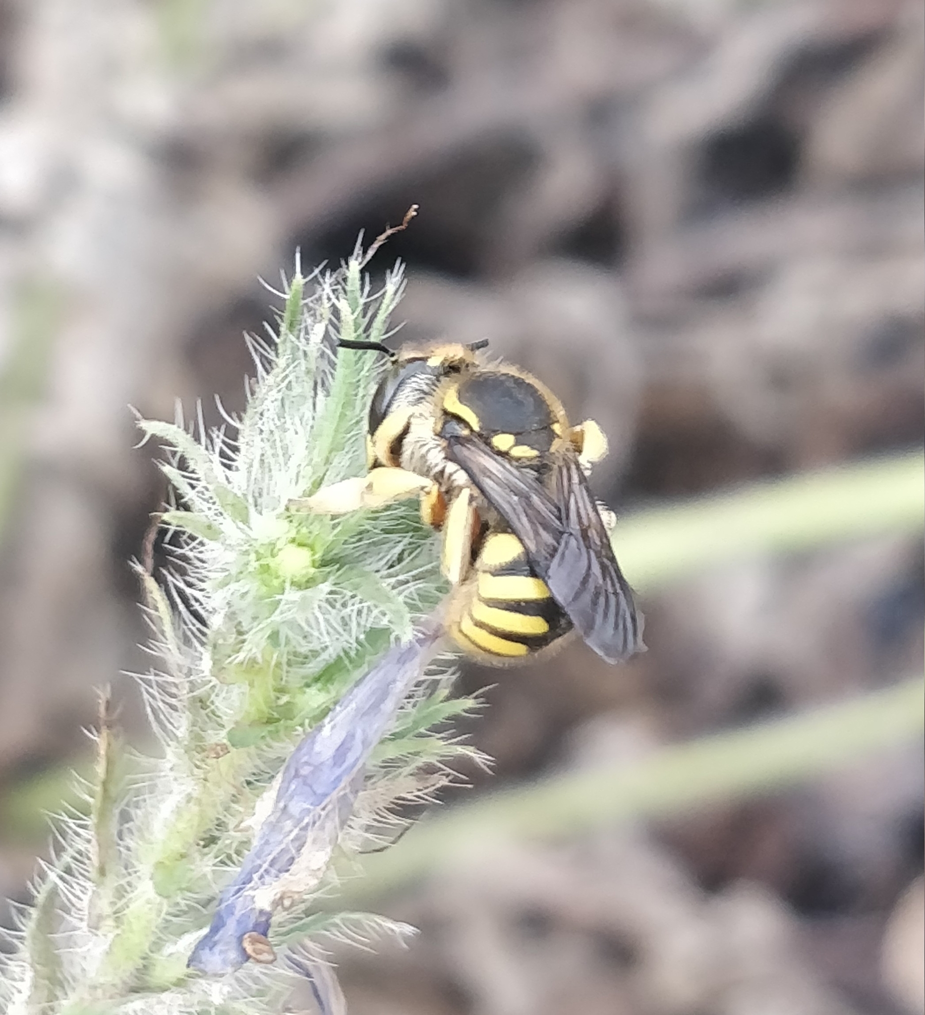 Anthidium manicatum