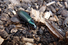 Notiobia cupripennis