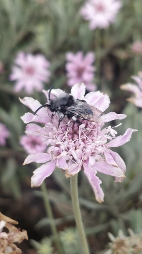 Melecta curvispina