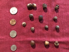 Quercus sinuata sinuata