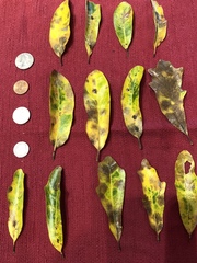 Quercus sinuata sinuata