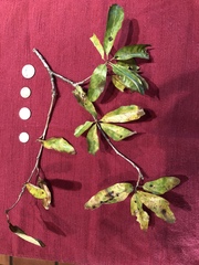 Quercus sinuata sinuata