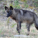 Gray Wolf - Photo (c) Cameron Eckert, some rights reserved (CC BY-NC), uploaded by Cameron Eckert