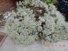 Crossostephium chinense