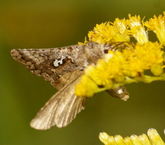 Syngrapha alias